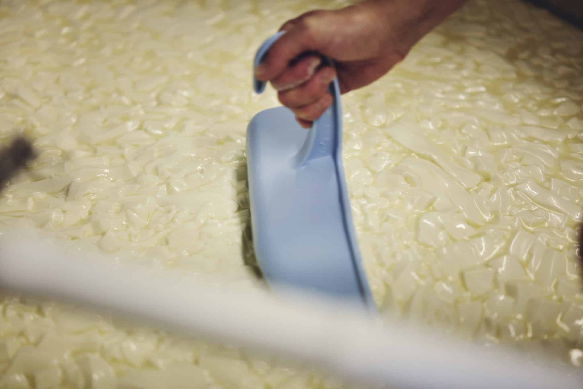 In der Käserei wurde das Lab mit der Käseharfe zerschnitten und wird jetzt abgeschöpft.